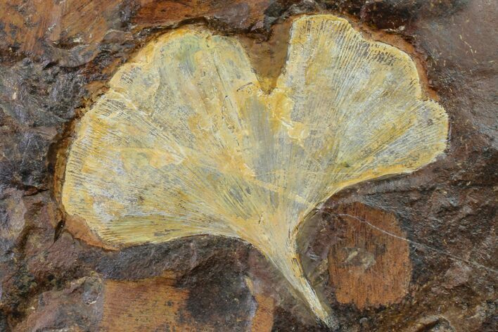 Fossil Ginkgo Leaf From North Dakota - Paleocene #156242